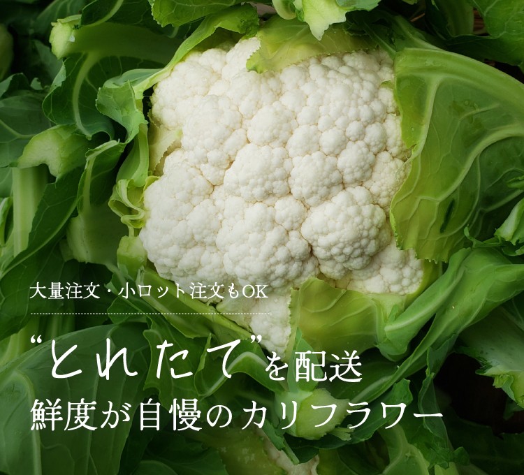 とれたてを配送　鮮度が自慢のカリフラワー